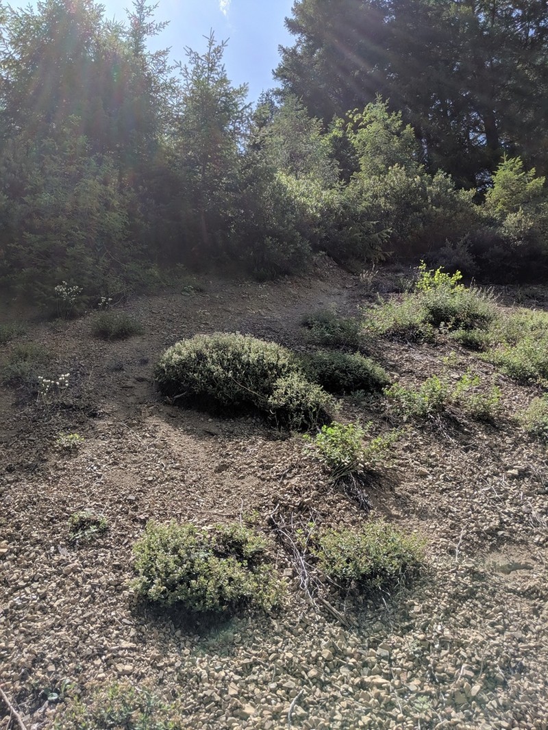 Phacelia damnationensis photo 7