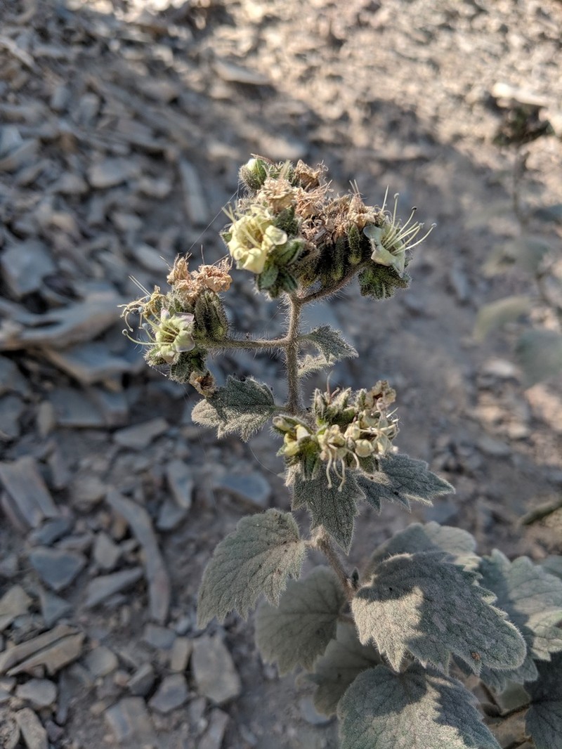 Phacelia damnationensis photo 8