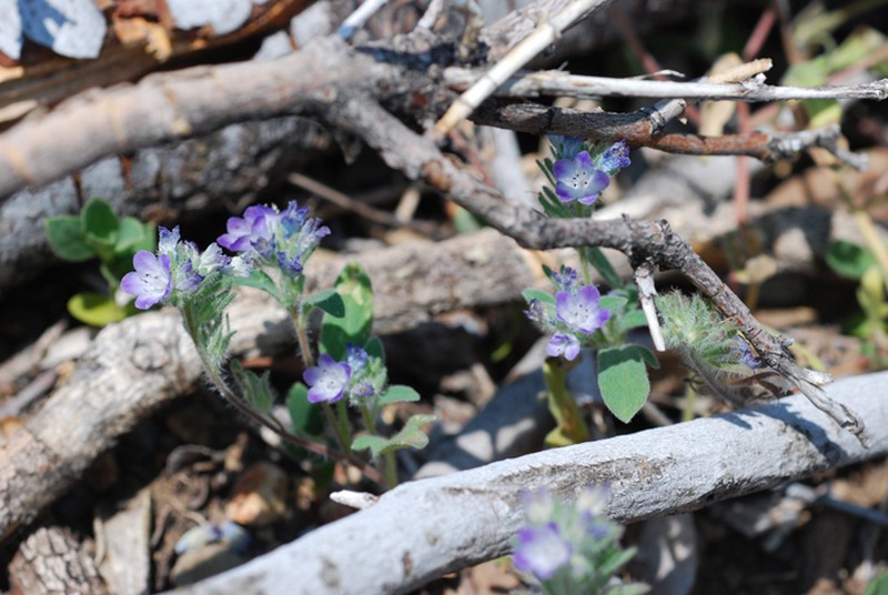 Davidson's Phacelia