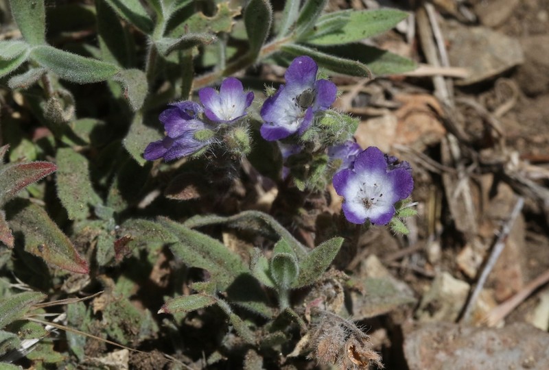 Davidson's Phacelia photo 3