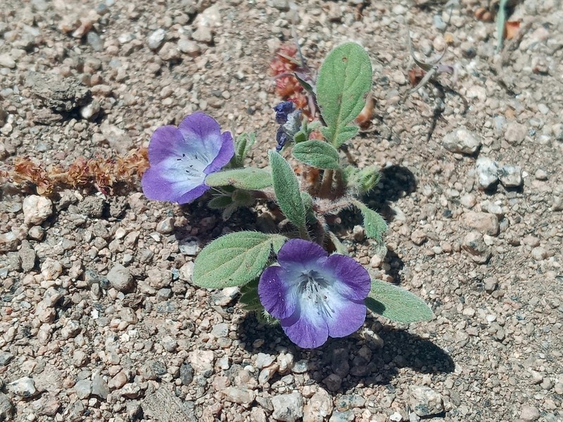 Davidson's Phacelia photo 4