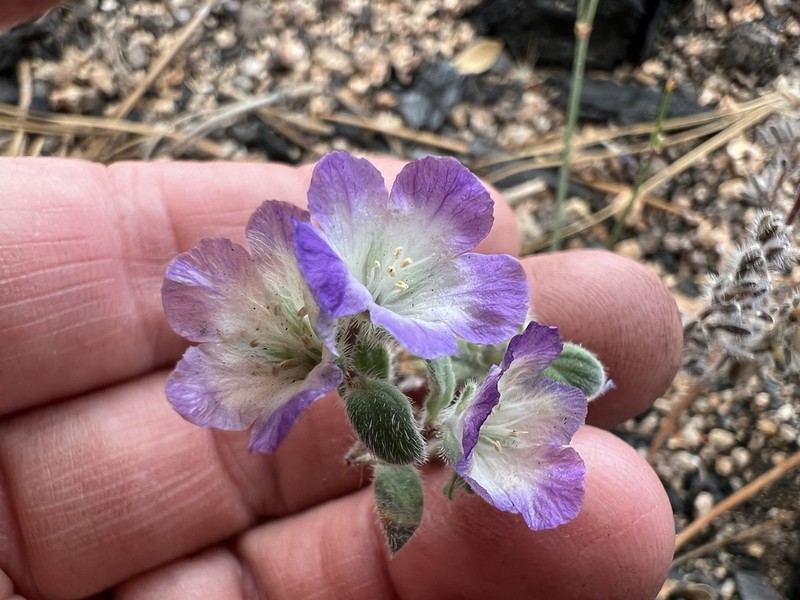 Davidson's Phacelia photo 5