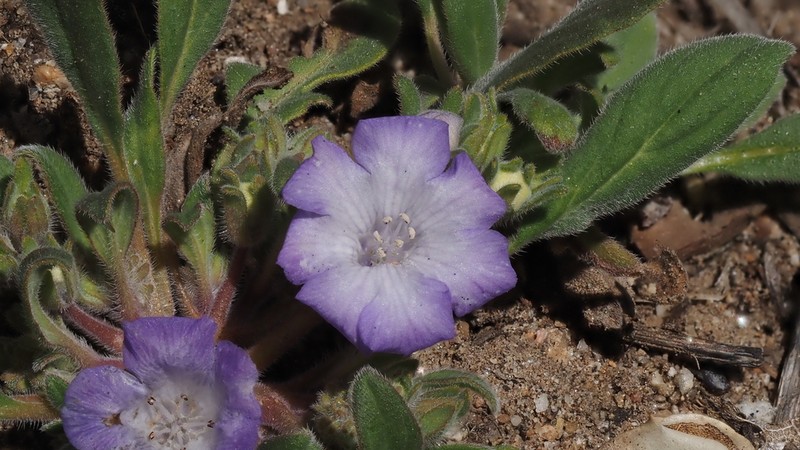Davidson's Phacelia photo 6