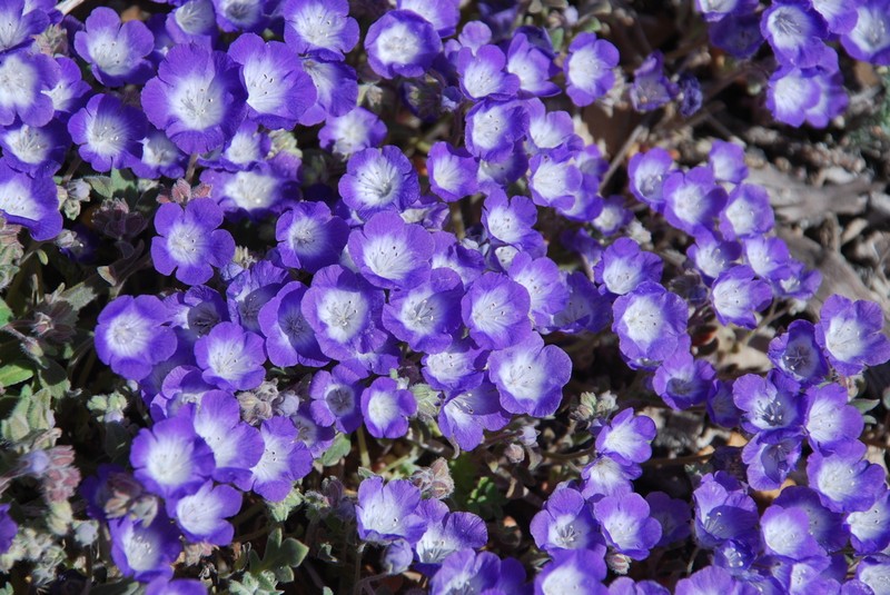 Davidson's Phacelia photo 7