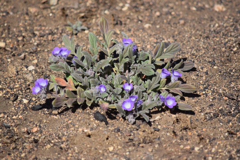 Davidson's Phacelia photo 8