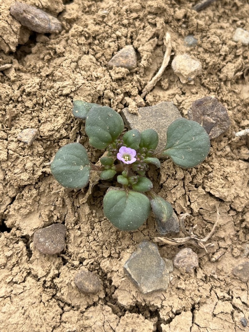 Intermountain Phacelia
