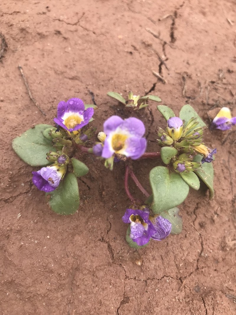 Intermountain Phacelia photo 3