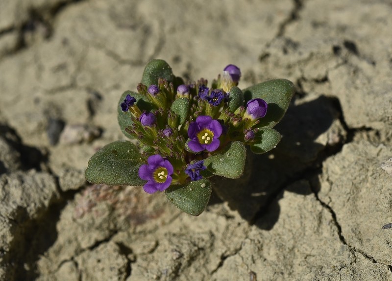Intermountain Phacelia photo 4