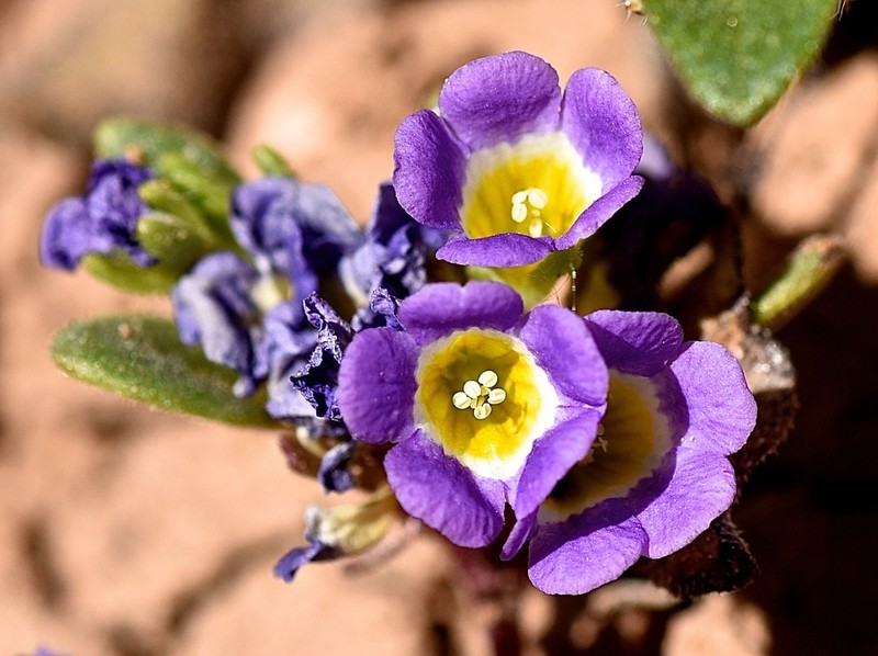 Intermountain Phacelia photo 5