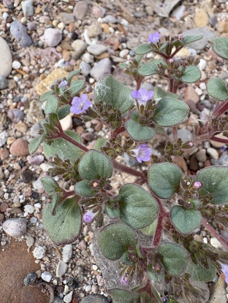 Intermountain Phacelia photo 6