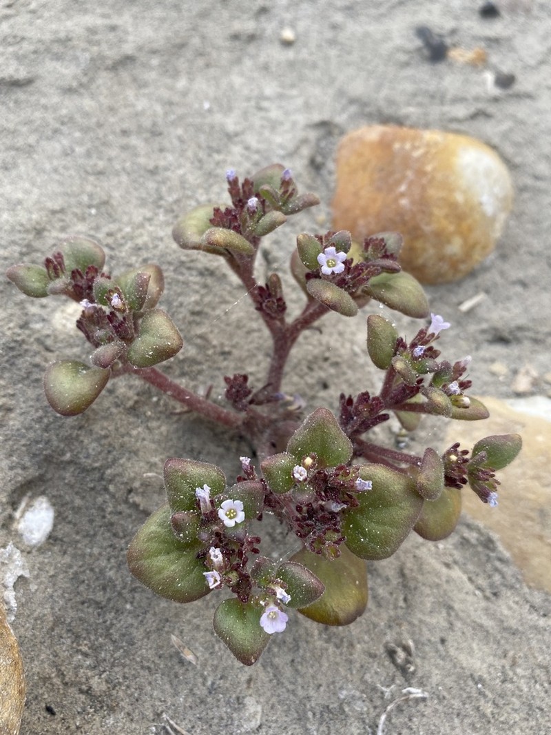 Intermountain Phacelia photo 7