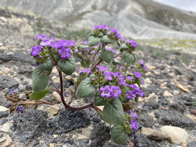 Intermountain Phacelia photo 8