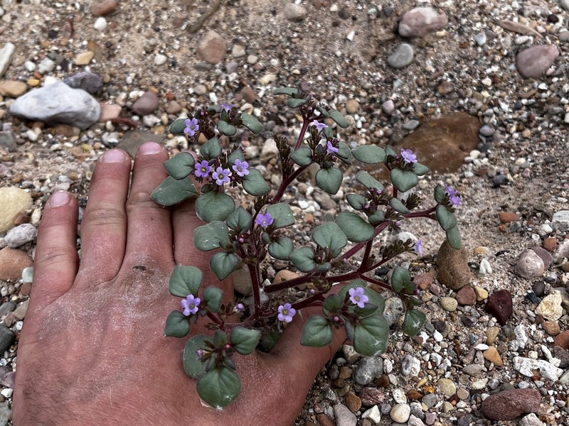 Phacelia demissa var. demissa