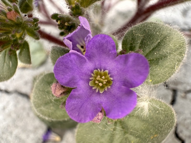 Phacelia demissa var. demissa photo 3