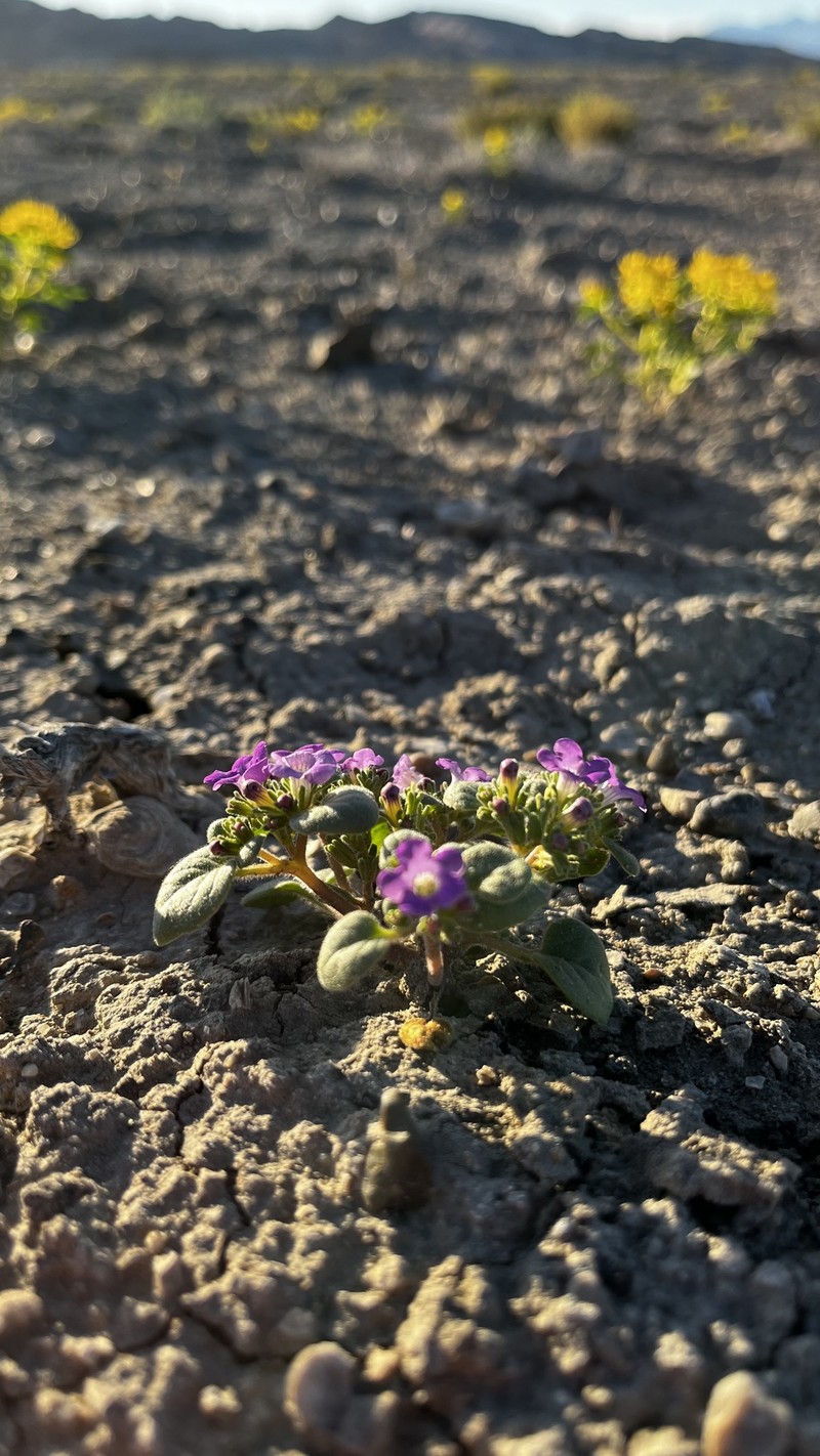Phacelia demissa var. demissa photo 4