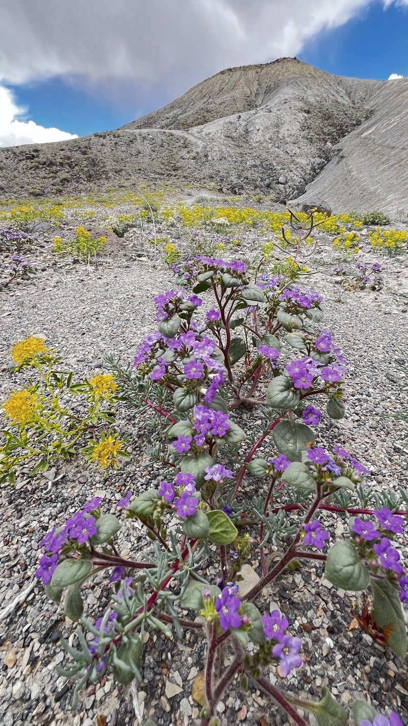 Phacelia demissa var. demissa photo 6