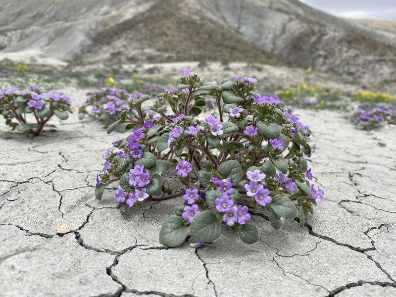 Phacelia demissa var. demissa photo 7
