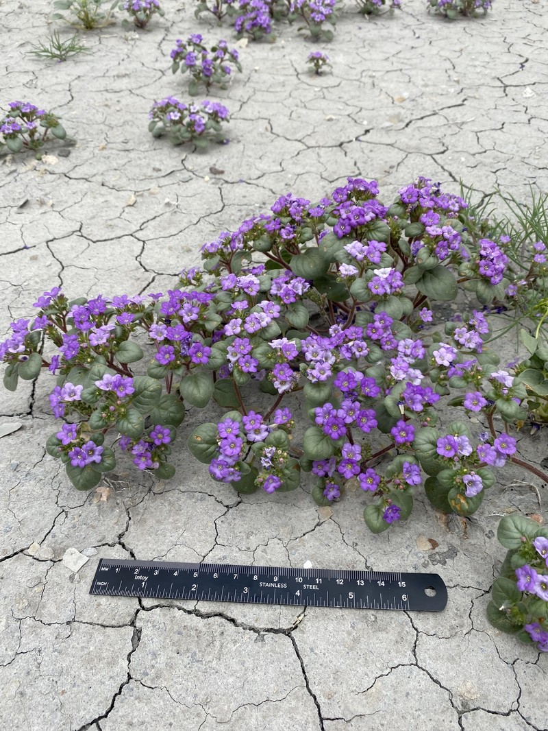 Phacelia demissa var. demissa photo 8