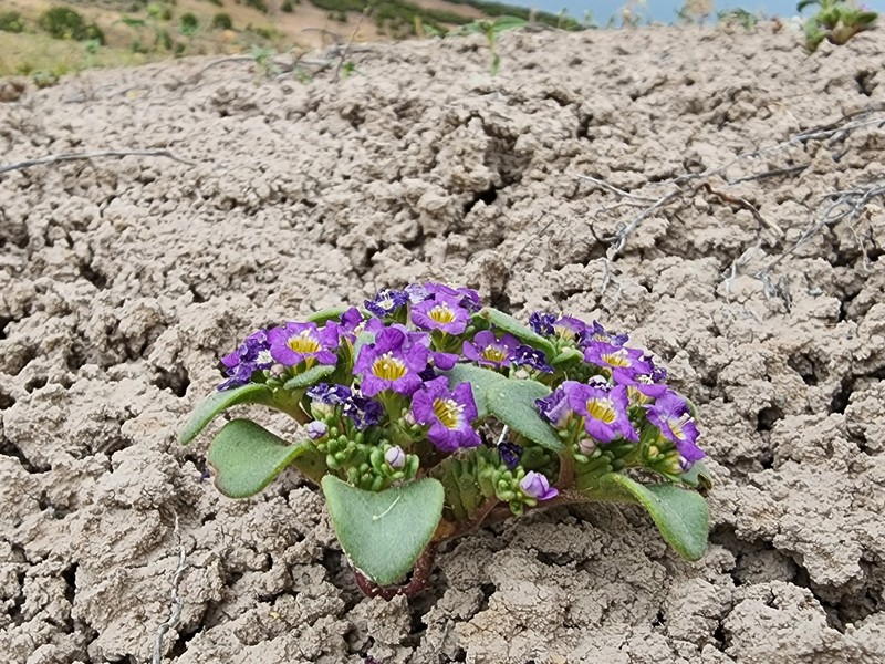 Phacelia demissa var. minor