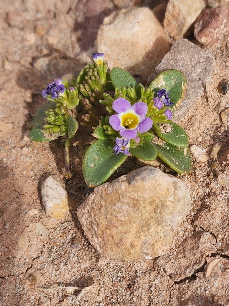 Phacelia demissa var. minor photo 2