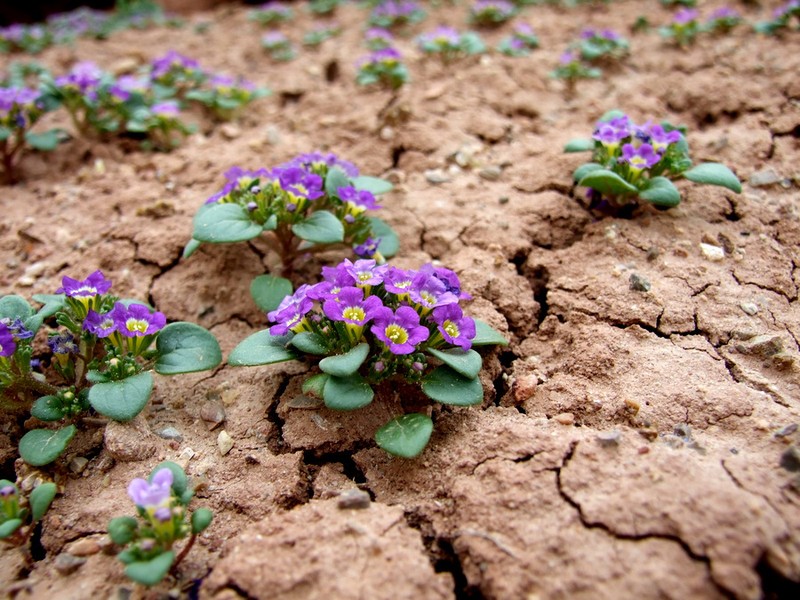 Phacelia demissa var. minor photo 3
