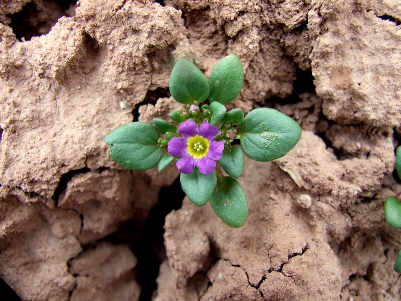 Phacelia demissa var. minor photo 4