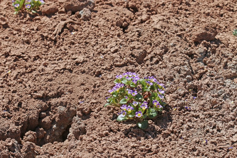 Phacelia demissa var. minor photo 5