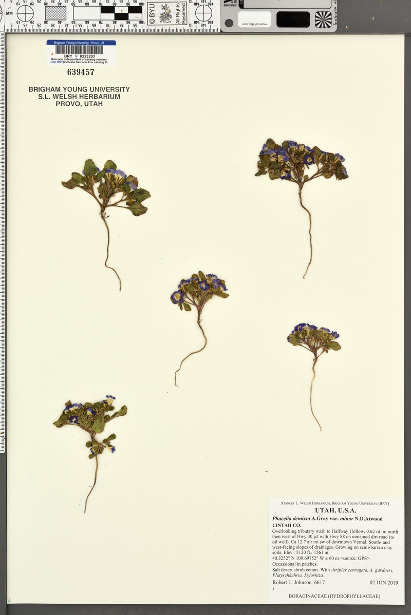 Phacelia demissa var. minor photo 6