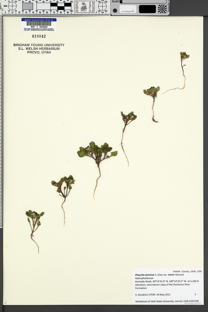 Phacelia demissa var. minor photo 7