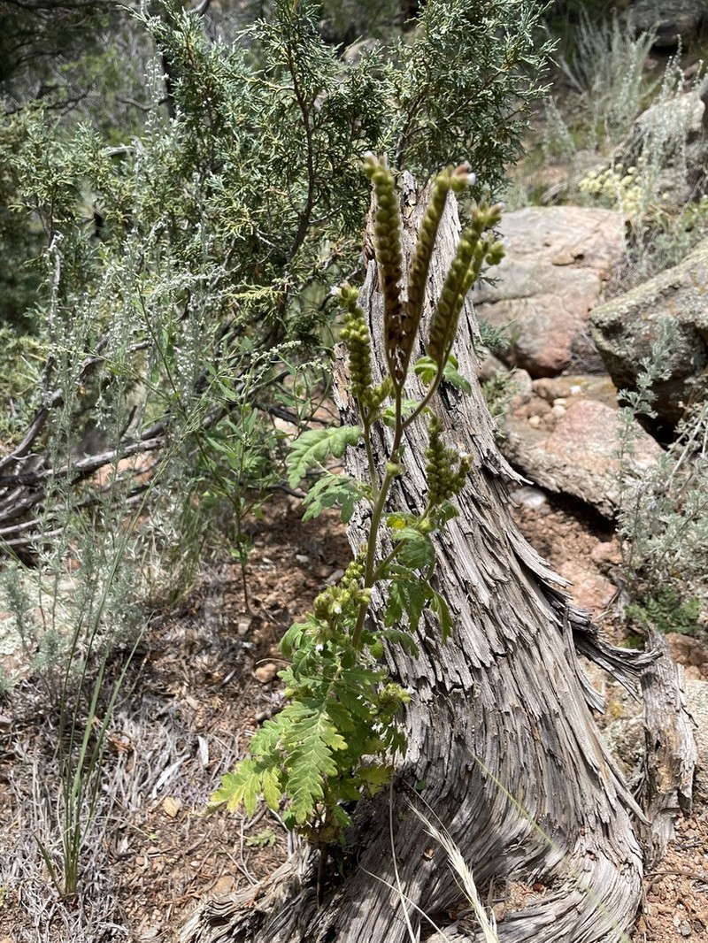 Rocky Mountain Phacelia