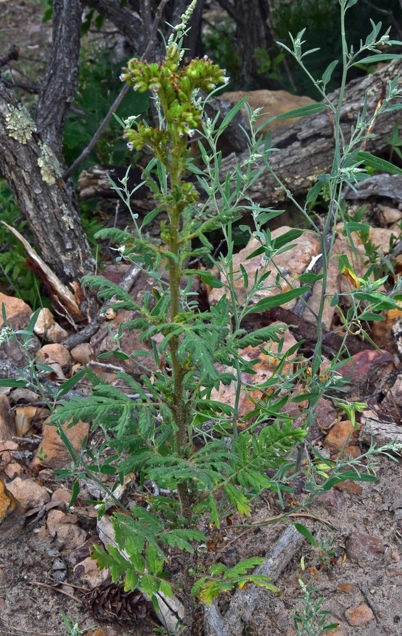Rocky Mountain Phacelia photo 2