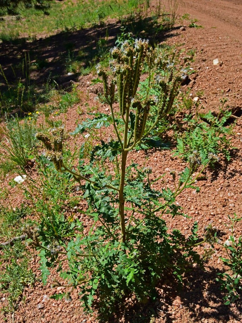 Rocky Mountain Phacelia photo 3