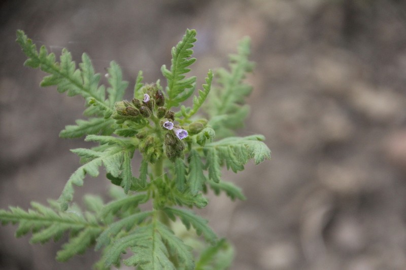 Rocky Mountain Phacelia photo 4