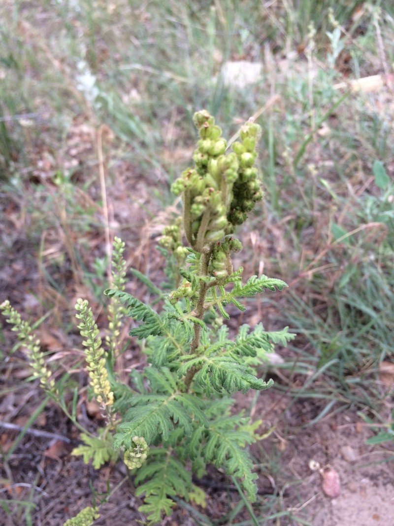 Rocky Mountain Phacelia photo 5