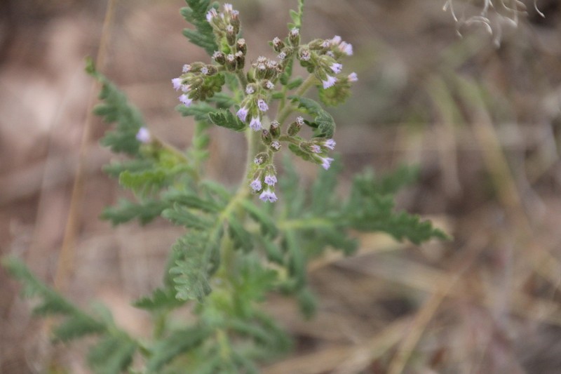 Rocky Mountain Phacelia photo 6
