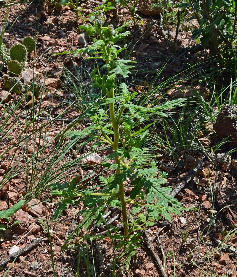 Rocky Mountain Phacelia photo 7