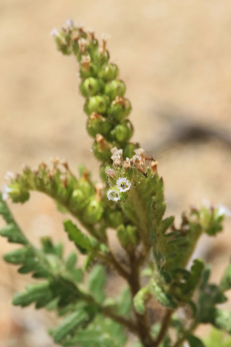 Rocky Mountain Phacelia photo 8