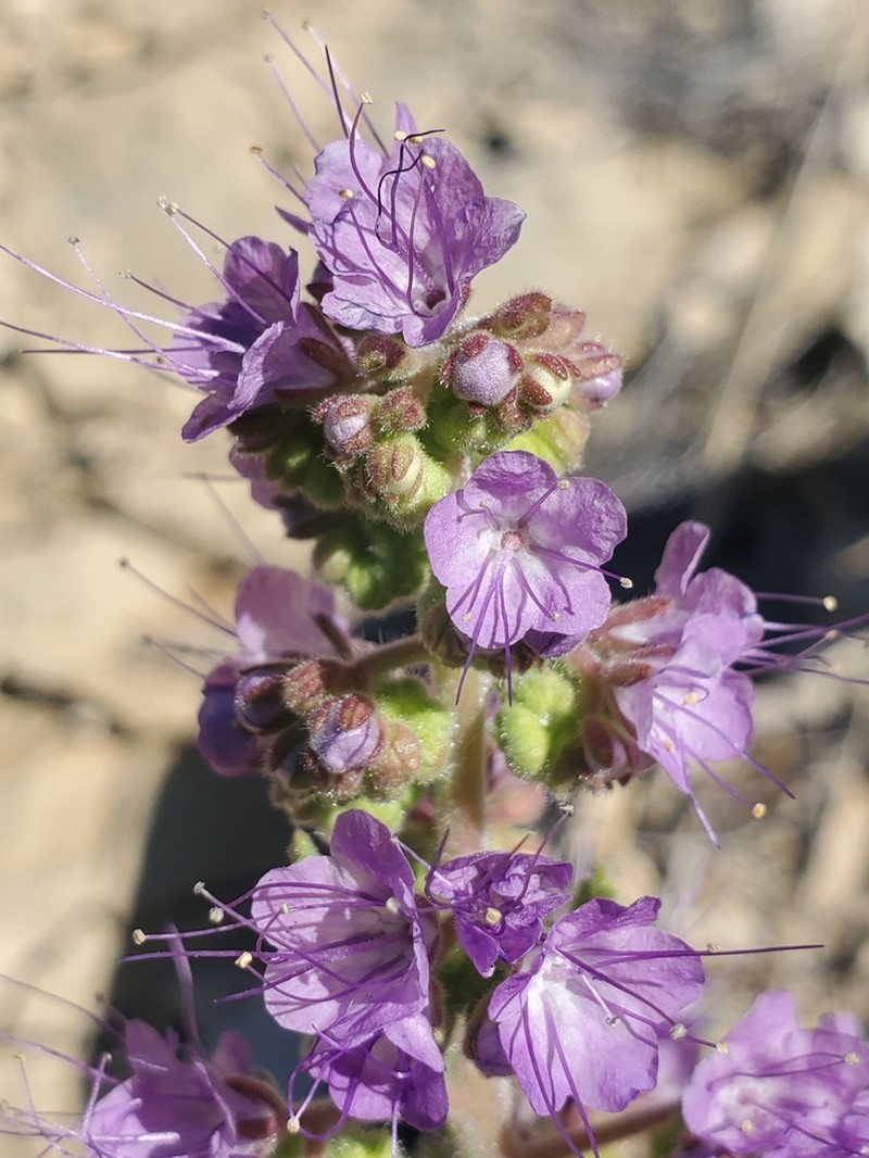 Phacelia deserta