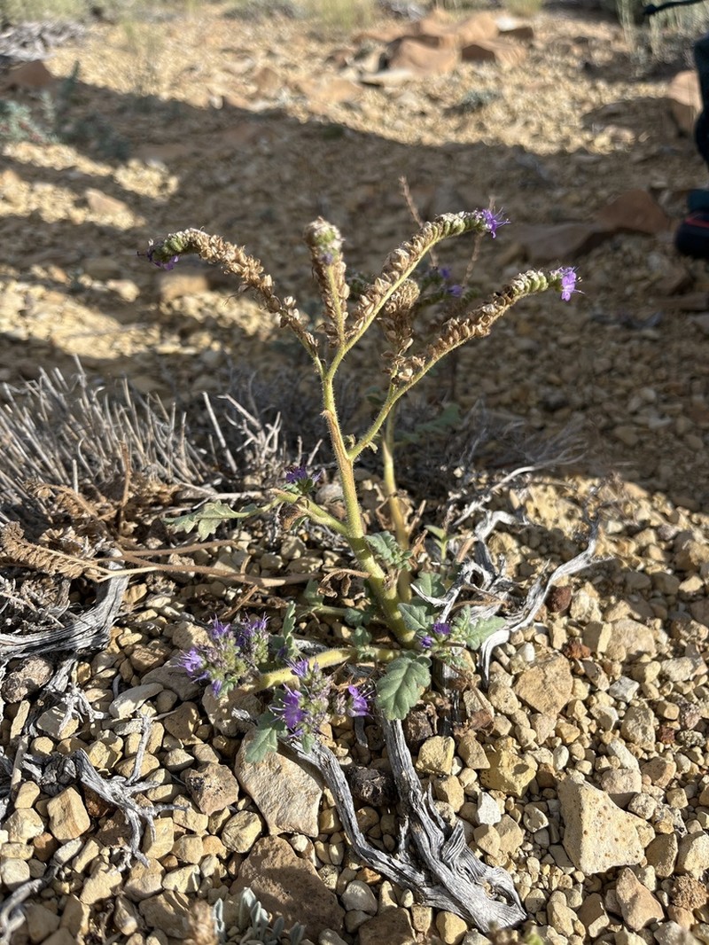 Phacelia deserta photo 2