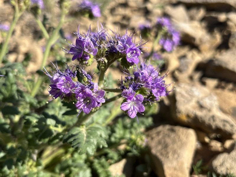 Phacelia deserta photo 3