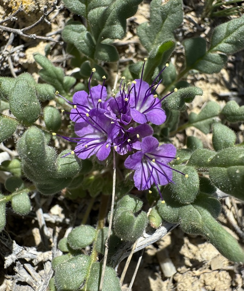 Phacelia deserta photo 4