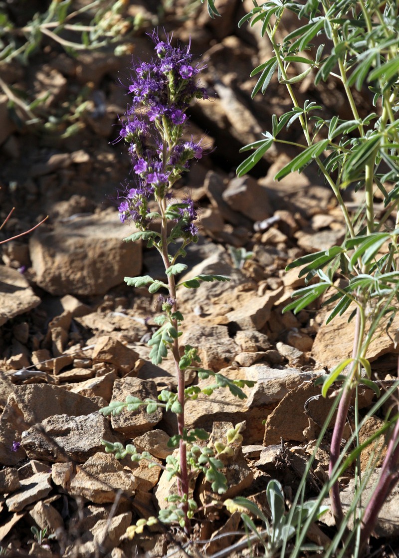 Phacelia deserta photo 5