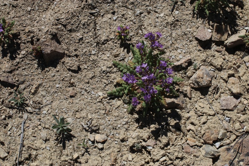 Phacelia deserta photo 7
