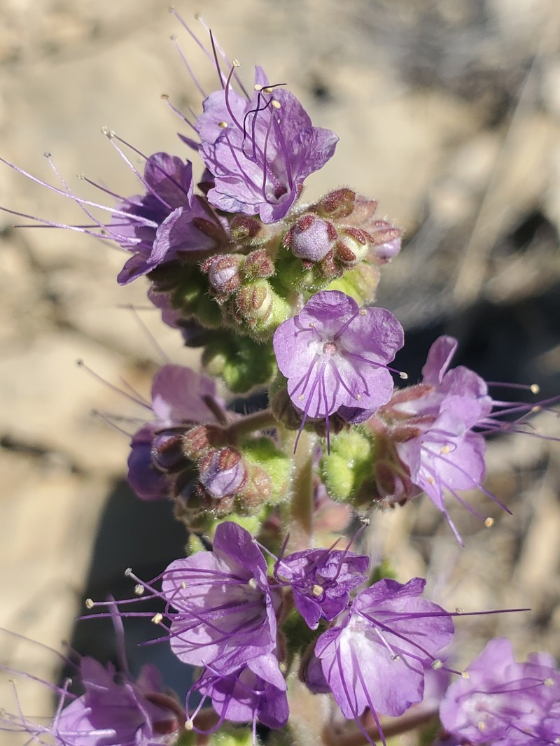 Phacelia deserta photo 8