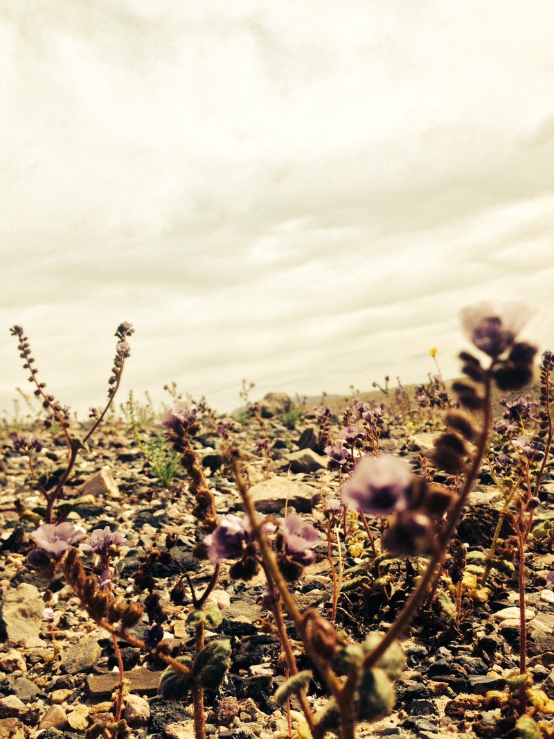 Distant Phacelia photo 2