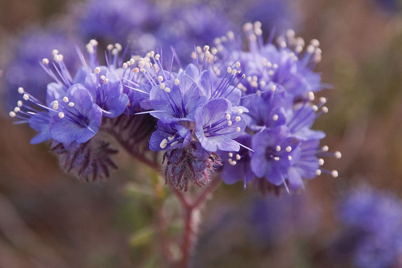 Distant Phacelia photo 3
