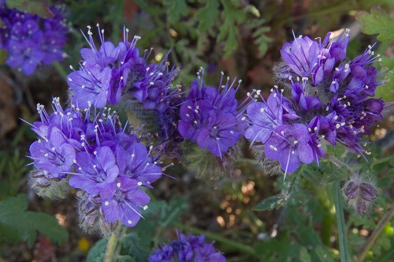 Distant Phacelia photo 4
