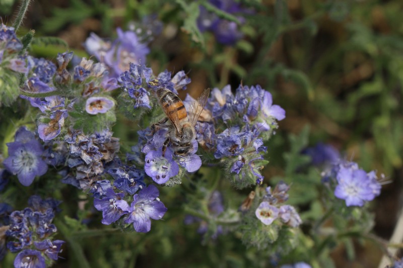 Distant Phacelia photo 5