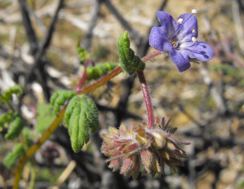 Distant Phacelia