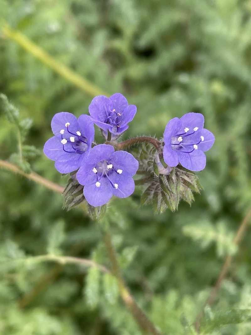 Distant Phacelia photo 2